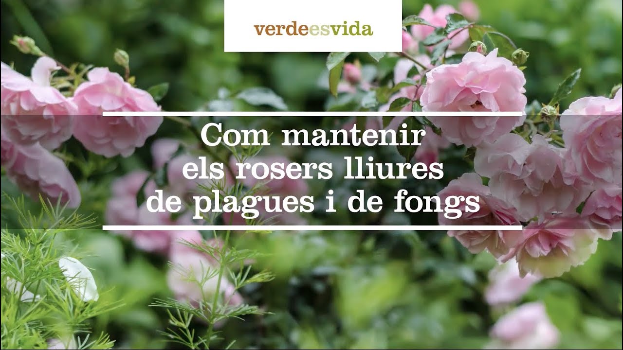 Com mantenir els rosers lliures de plagues i de fongs