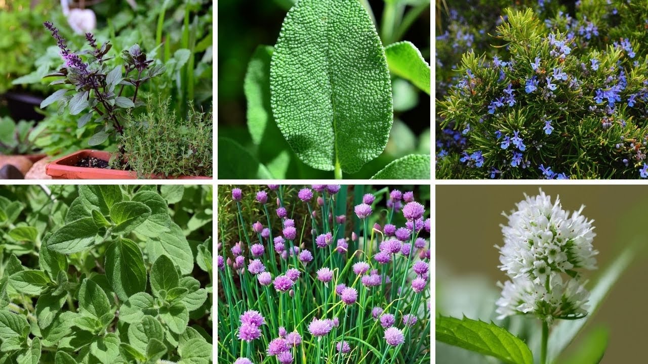 Perennial Power: 6 Herbs That Brave Winter and Flourish Year After Year!