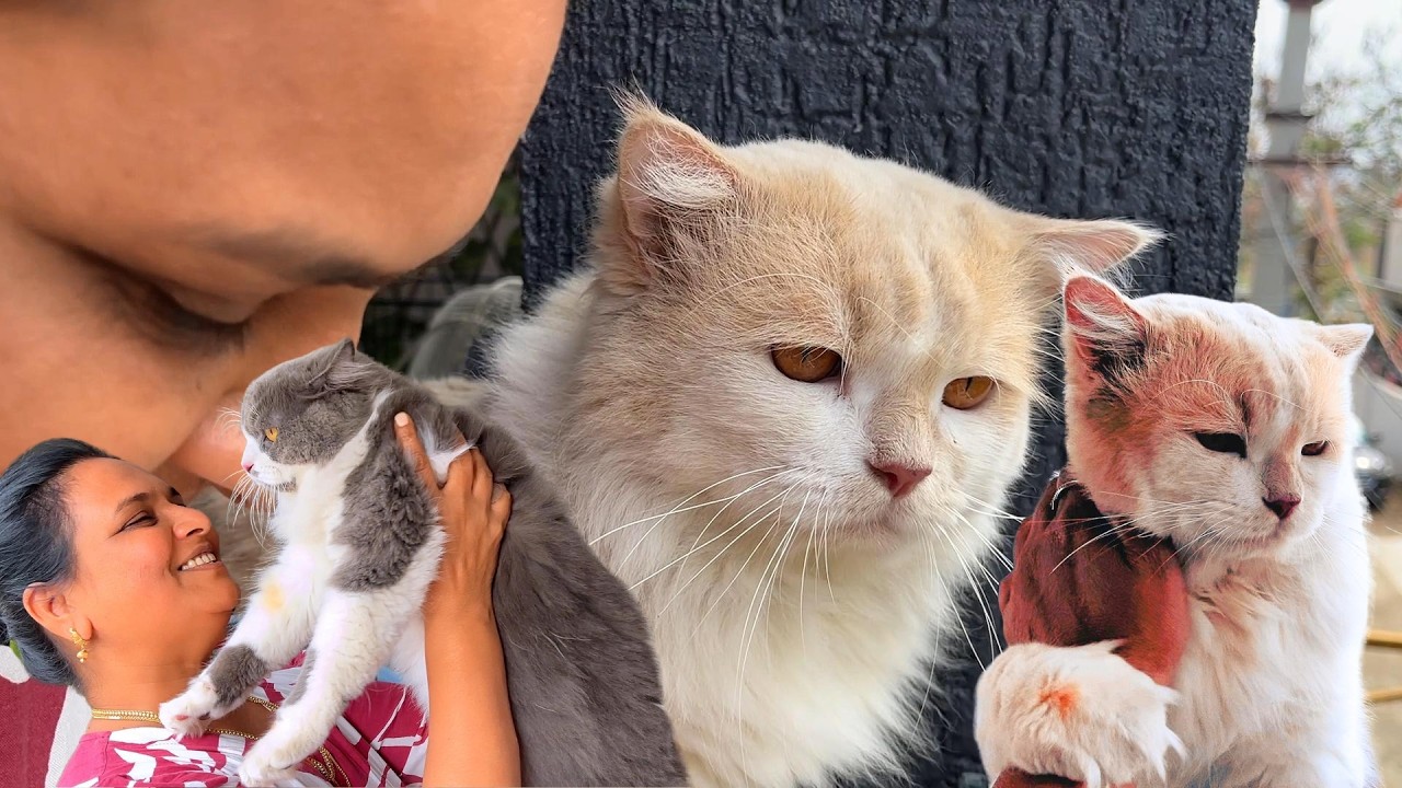 Shasha🐈Chinchu va Vittutu Vera Oruthiya Site Adikiriyaa🤦‍♀️