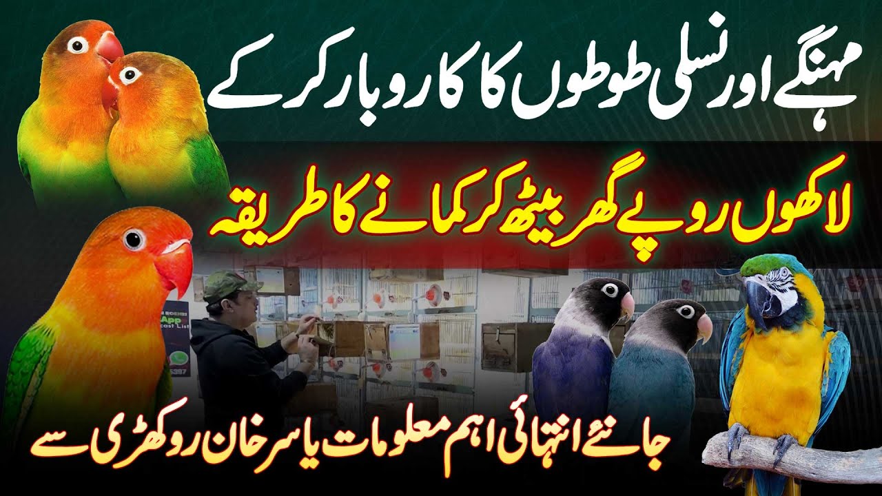 Ghar Mein Parrots Ka Business Kar Ke Lakhon Rupees Kamane Ka Tarika Jaaniye Yasir Khan Rokhri Se