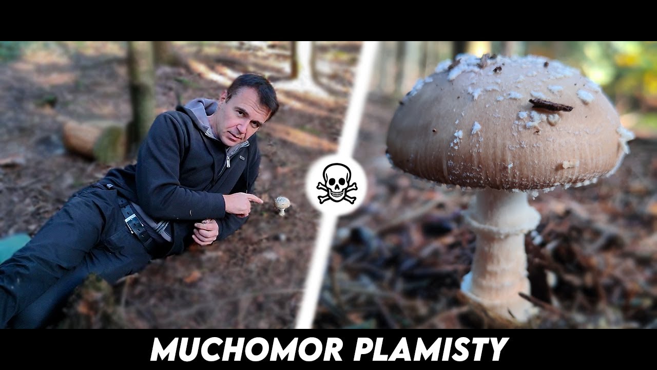 Muchomor Plamisty - jak rozróżnić ten grzyb z muchomorami jadalnymi?