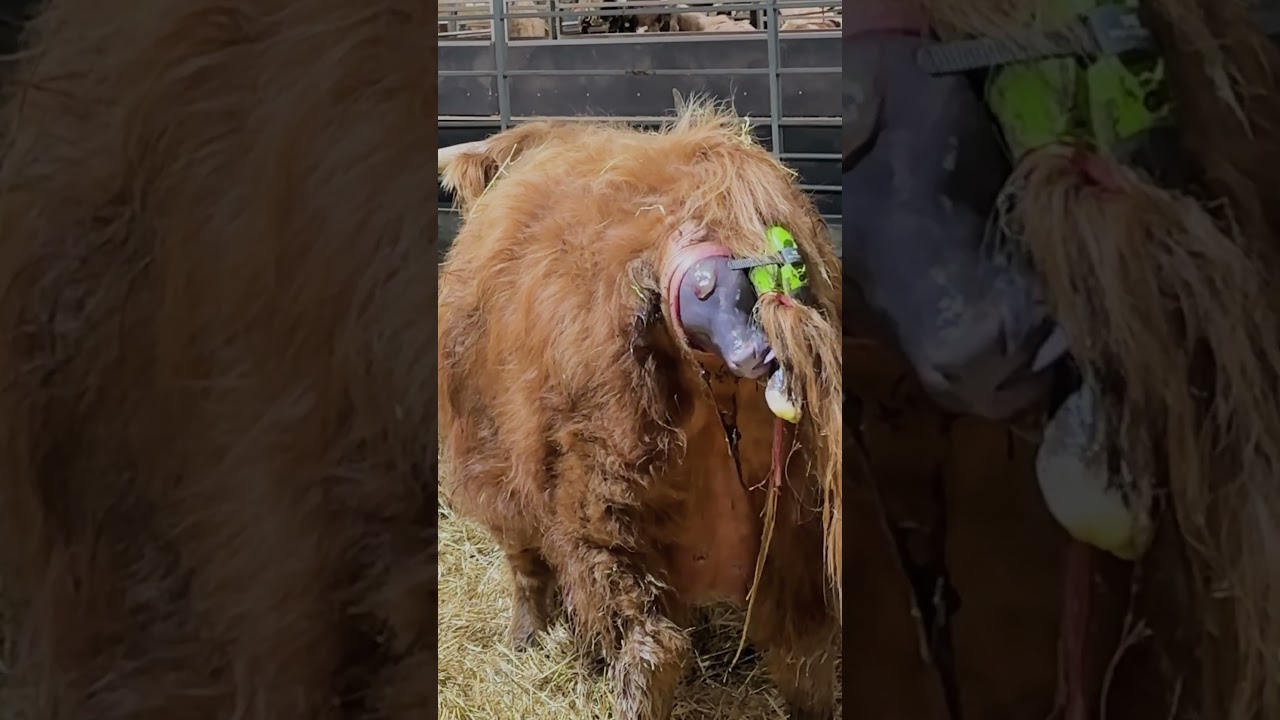 New Life on the Farm: Skye&rsquo;s Highland Calf is Born!