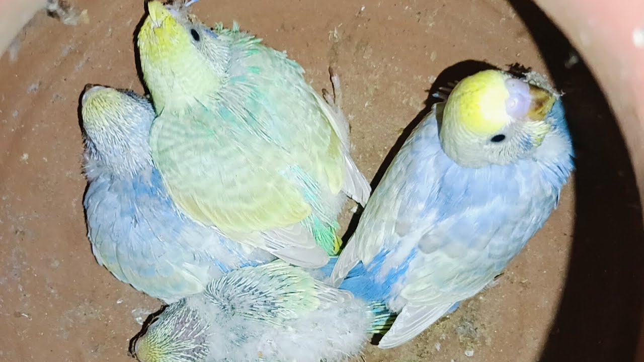 Budgie's bird's se Rambow budgies birds kese banay my new baby's bajree bird's #virelvideo  #budgies