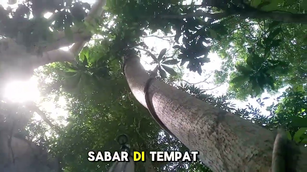 Berburu burung punai banyak yang meleset 