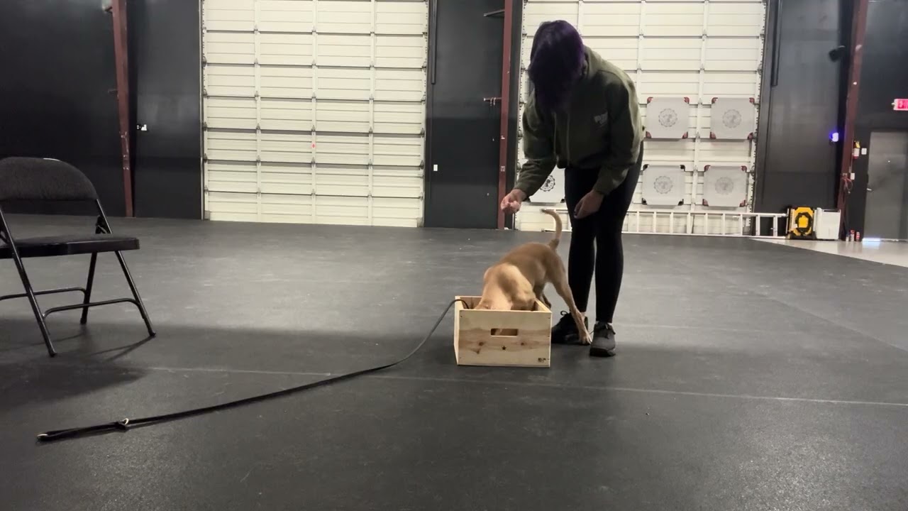 Box Feeding Session 2 - Fortune 17wo