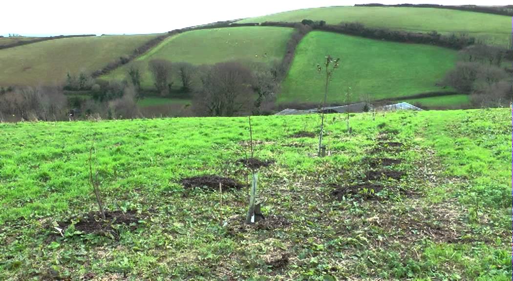 How trees benefit farms - Case Study - Michael Rodgers, Devon