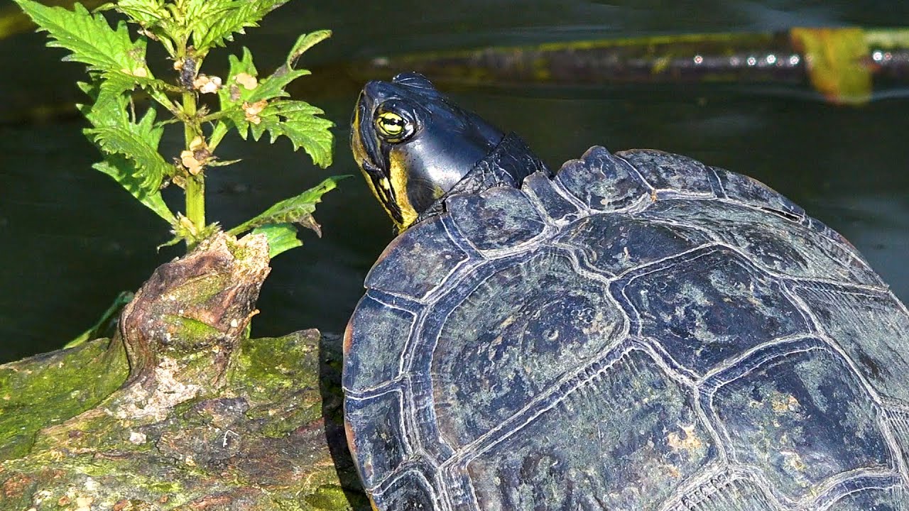 Yellow-bellied slider in North London - Invasive Turtle (Trachemys scripta scripta)