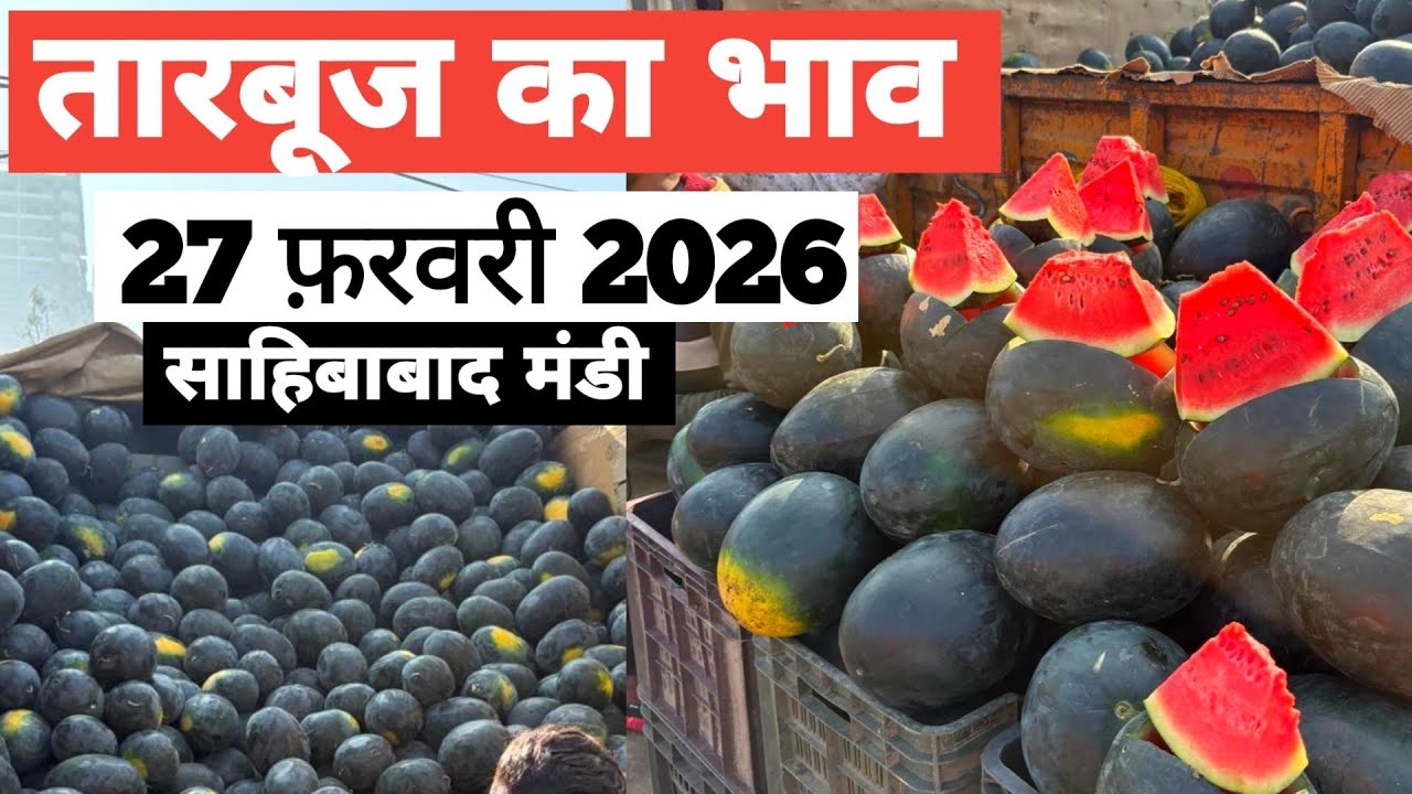 27 February 2026 🍉तारबूज़ का भाव साहिबाबाद मंडी |today watermelon rates #tamatar #mandi #tarbooz 