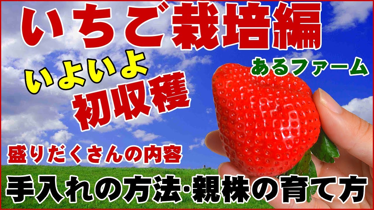 【あまおうの栽培】(第1回)親株の植え、苗の手入れ、初収穫まで、盛だくさん。アマオウ苺(いちご)の栽培編！あるファームがお届けするプロのイチゴ生産をご覧ください。