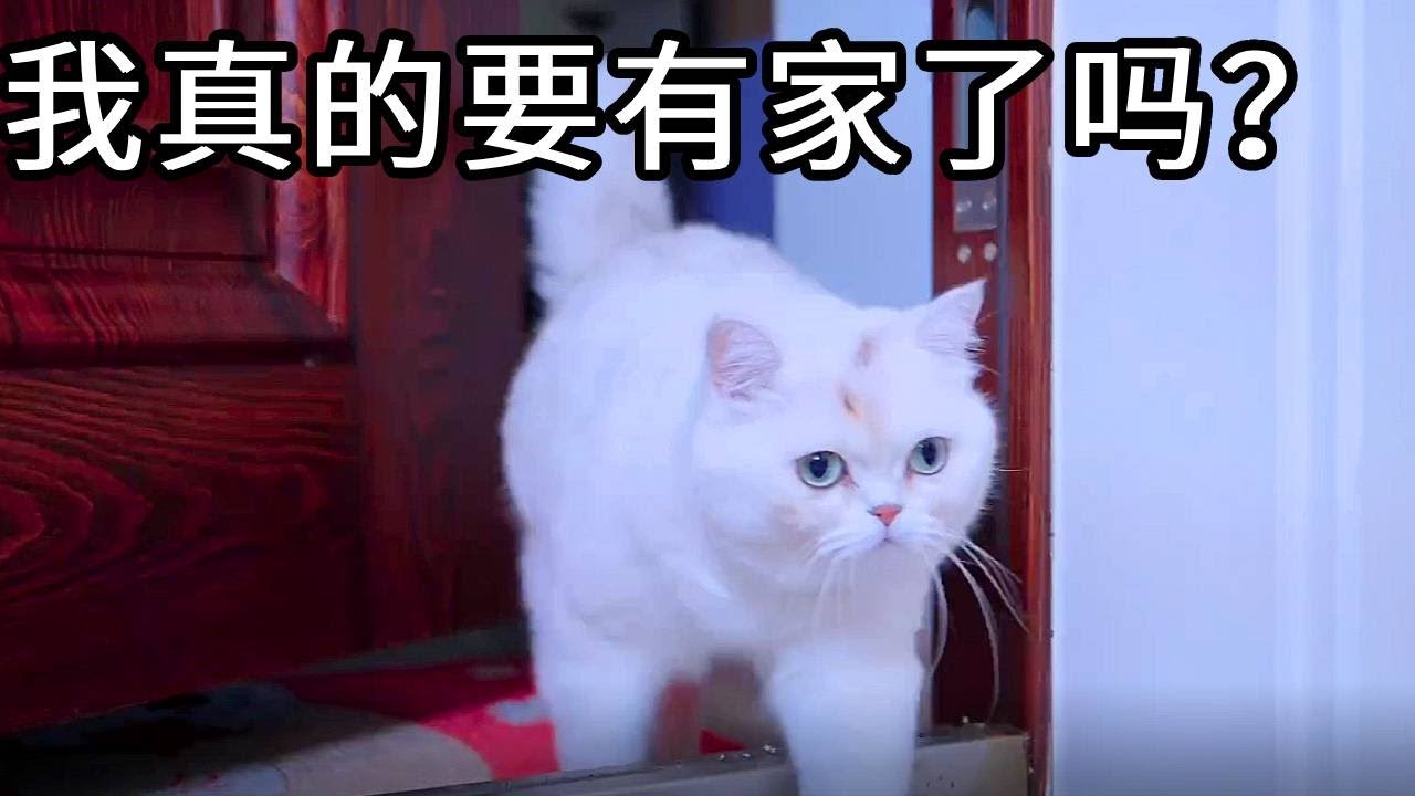小圆子：一个不会被抢走的家？真的吗？可怜的小圆子总是被赶来赶去#猫咪 #铲屎官 #猫主子 #七宝小圆子