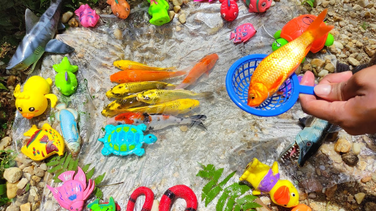 Memancing Ikan Hias, Ikan Koi Warna Warni, Ikan Koi Obon, Ikan Mas, Ikan Lohan, Lumba-Lumba Part282