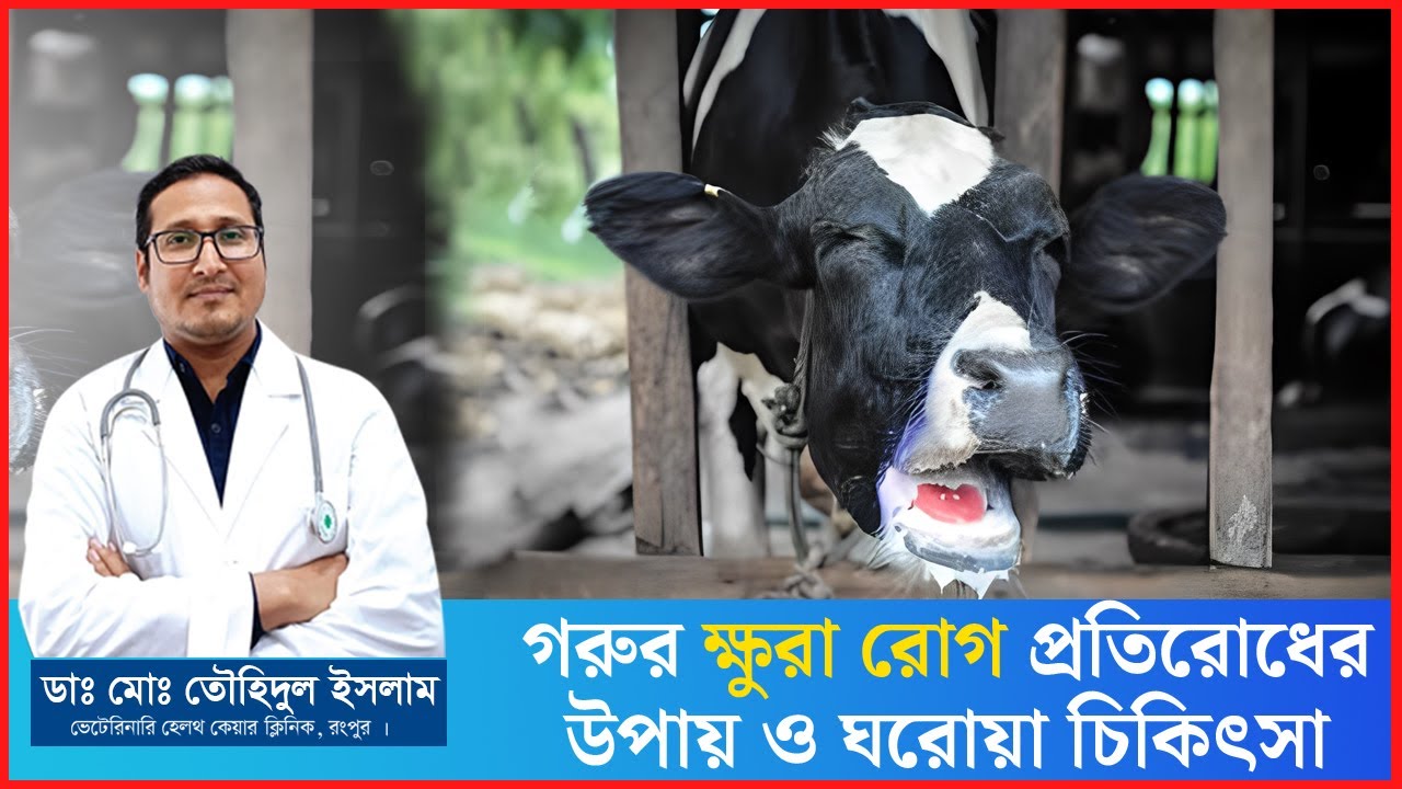 ক্ষুরারোগ প্রতিরোধের উপায় ও ঘরোয়া চিকিৎসা | ক্ষুরা রোগে করণীয় । ক্ষুরা রোগের চিকিৎসা । Dr.Touhidul
