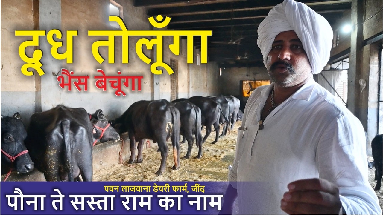 पोना ते सास्ता राम का नाम, दूध तौलकर भैंसें बेचूंगा || PAWAN LAJWANA DAIRY FARM JIND