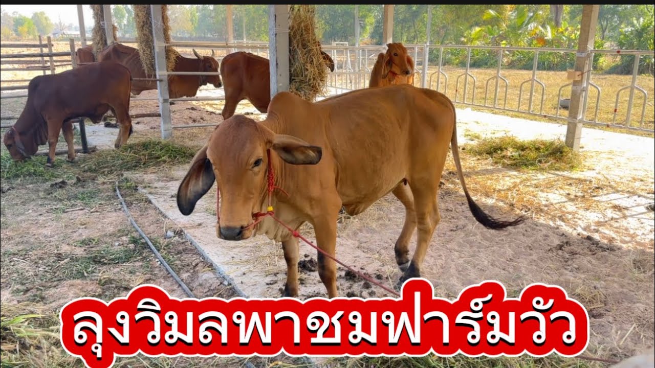 ลุงวิมลส่งอาหารวัวพาชมฟาร์ม บ.หนองตูม อ.ไชยวาน จ.สกลนคร #คนเลี้ยงวัว 