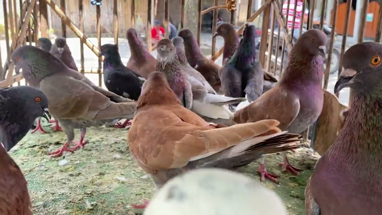 Pasar Merpati Hari Ini Harga Merpati 30 Ribuan Banyak Warna Merah Bluwuk Spesialis Merpati Tinggian