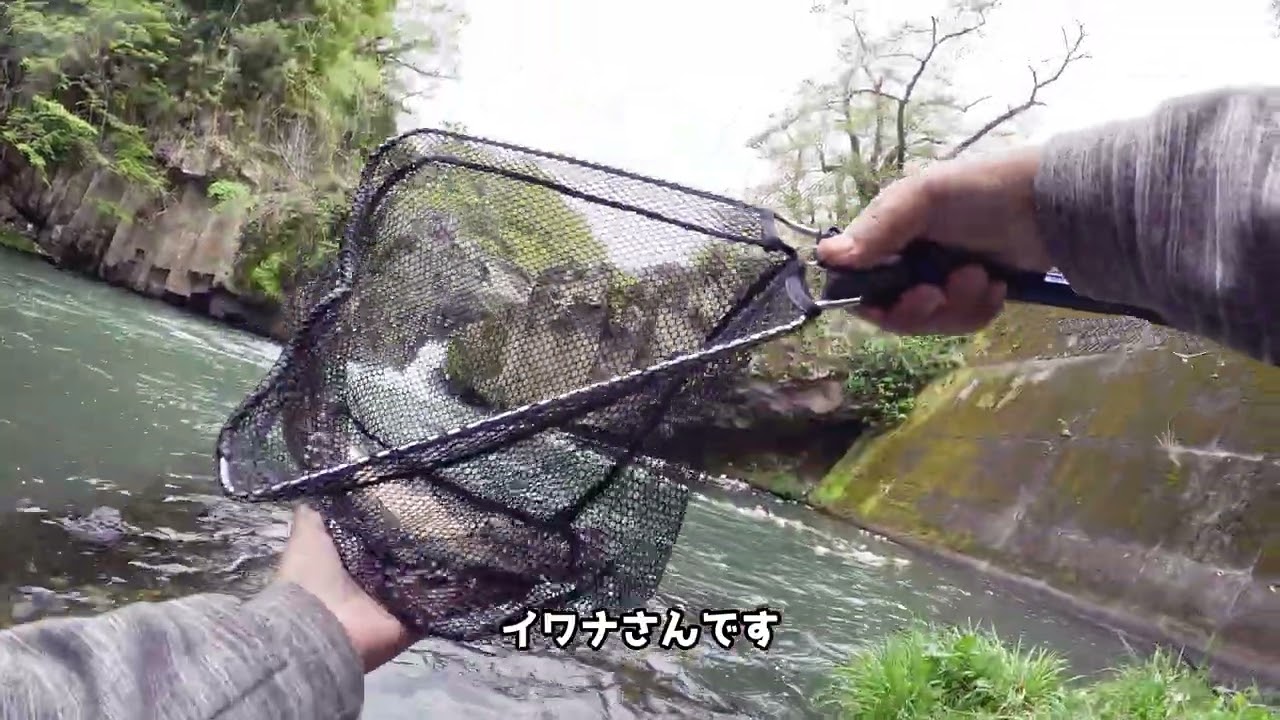 山梨県桂川都留漁協エリアの渓流釣りニジマス、イワナ良く釣れました