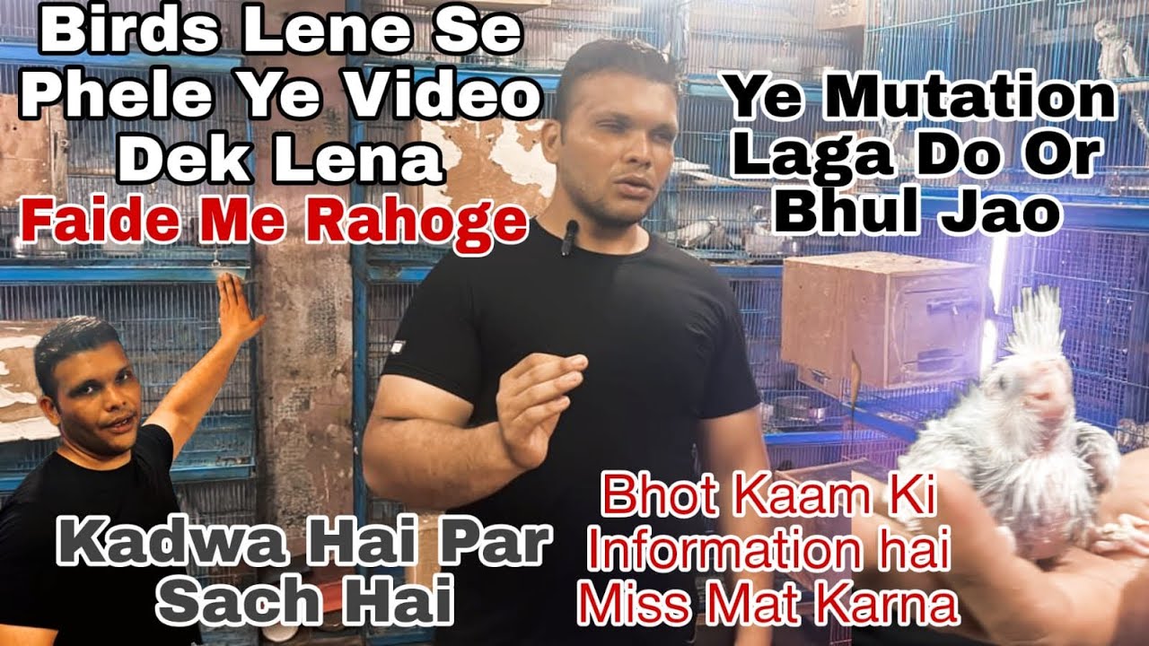 Bird Lene Se Phele Ye Video Dek L Or 👆Mutation Lagao Result ayanga Breeding Pair Lena Chaiy Ya Nahi?