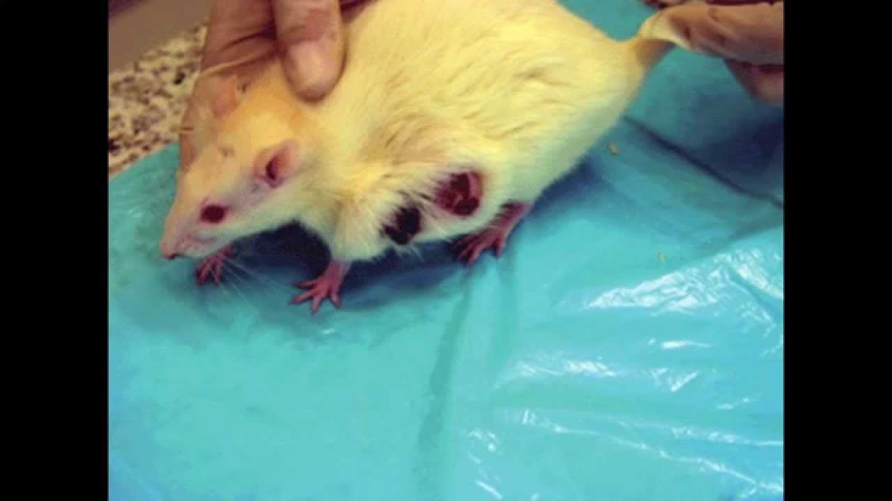 Mammary Gland Tumors in Pet Rats