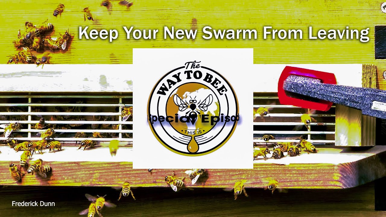 How To Keep Your Hived Swarm From Leaving, By Using a Hive Entrance Queen Excluder.