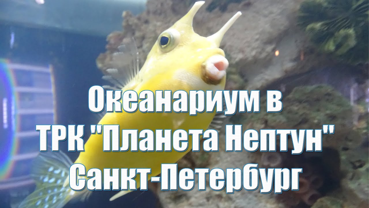 Океанариум в ТРК 