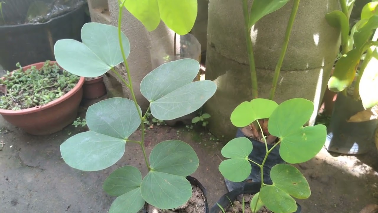 conhe&ccedil;a os benef&iacute;cios da planta pata de vaca