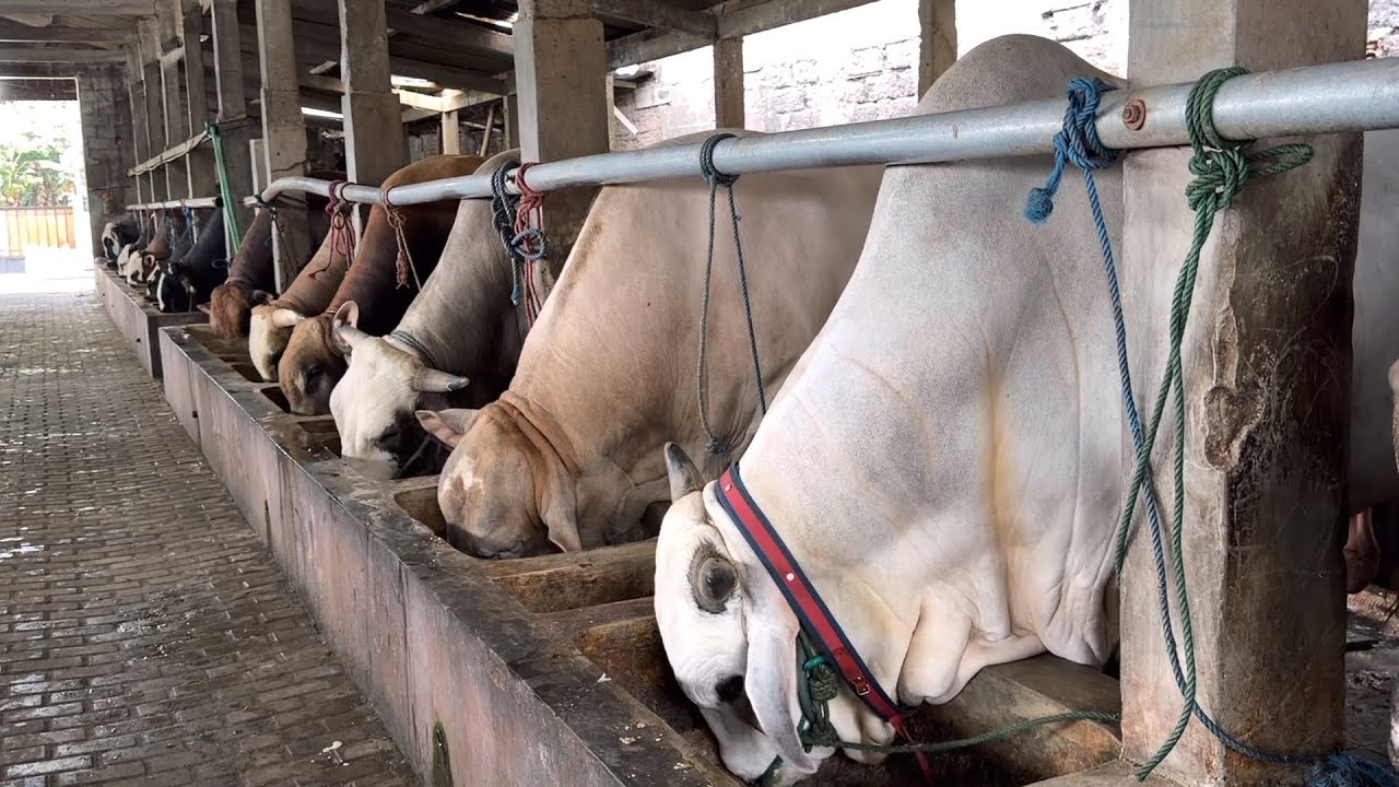 COMBORAN / PAKAN AMPUH SAPI RAKSASA 🔥🔥