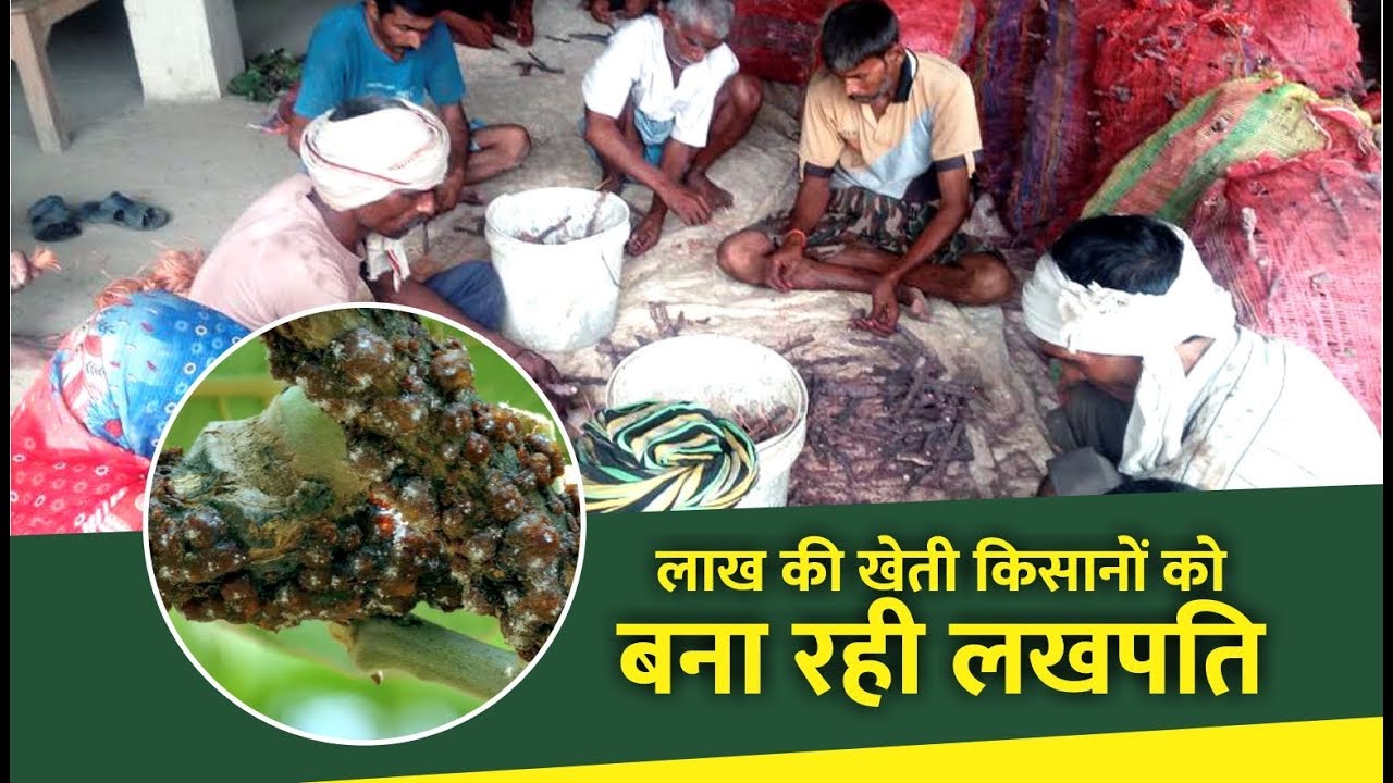 लाख की खेती और फ़ायदे | Lac cultivation and its benefits to farmer | lac product making