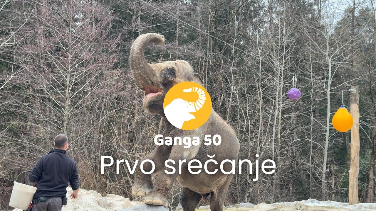 Ganga 50  – Prvo srečanje 🐘🎉