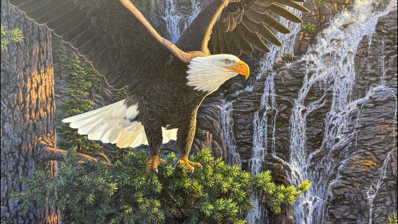 Studio Live—Wings of Eagles