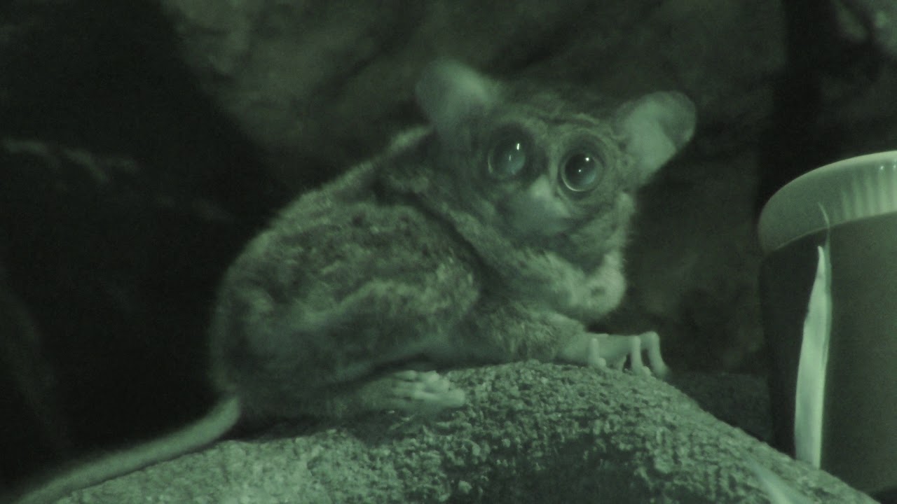 スラウェシメガネザル (上野動物園) 2018年8月23日