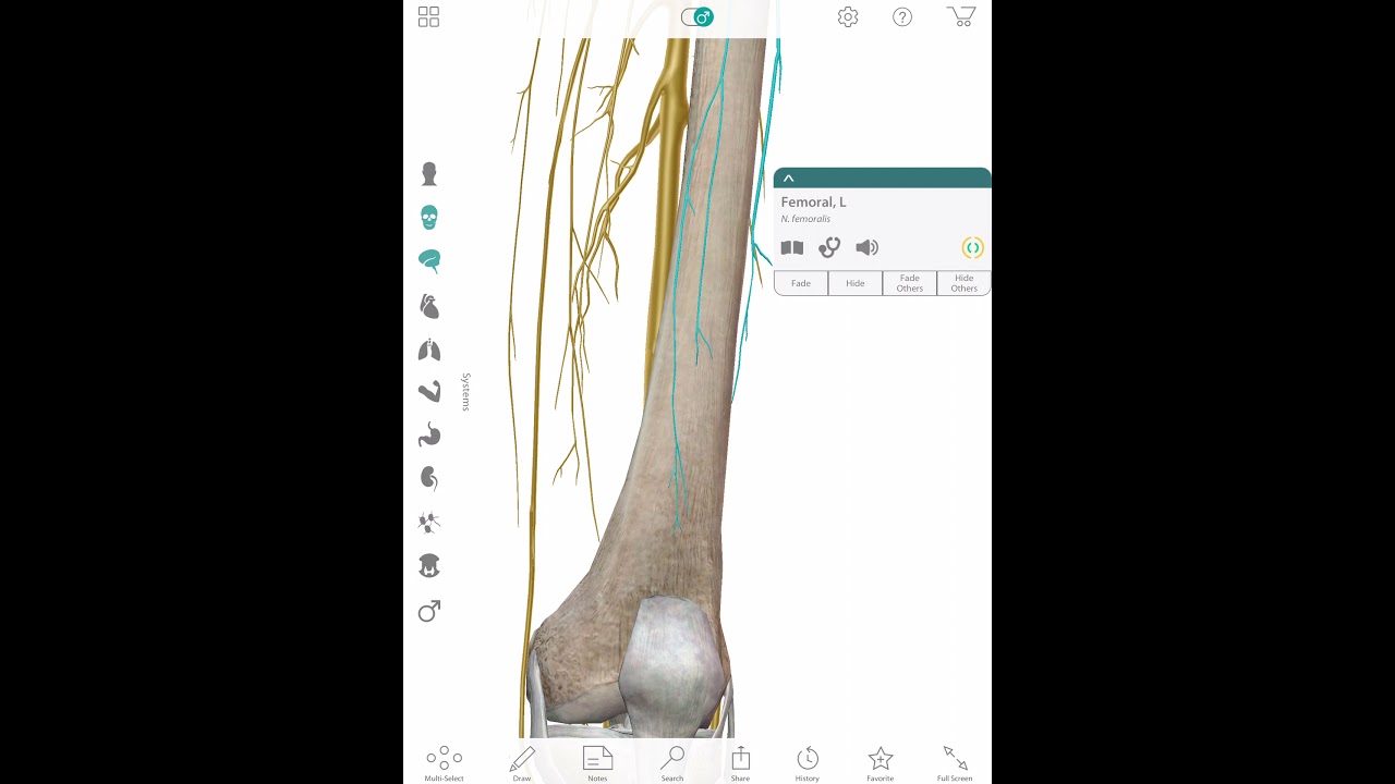 Femoral Nerve Impingement