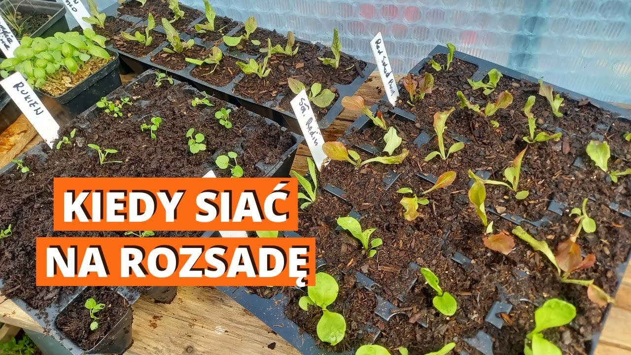 Kiedy siać na rozsadę. Wyznaczanie terminów siewu na rozsady.