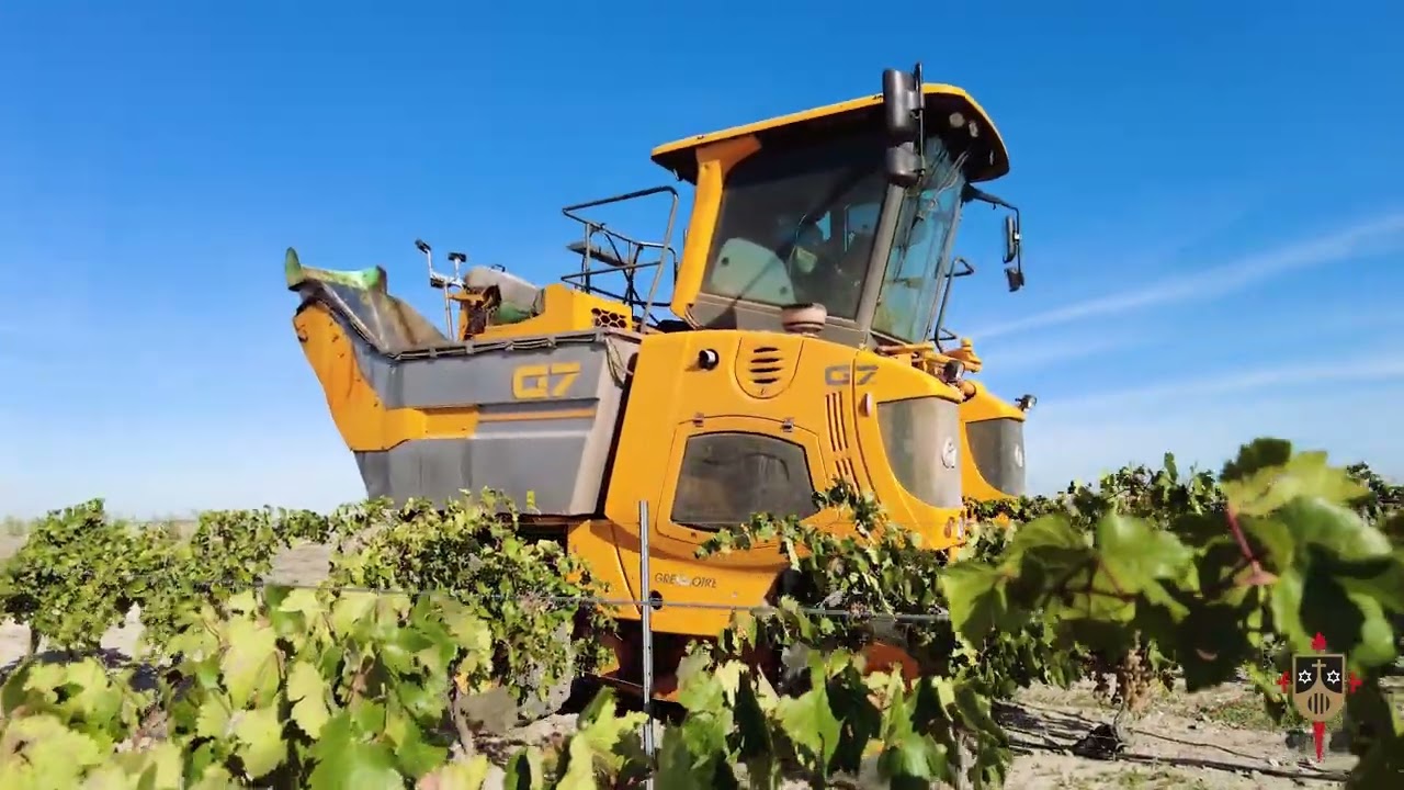 Vendimia Mecanizada Vinícola del Carmen