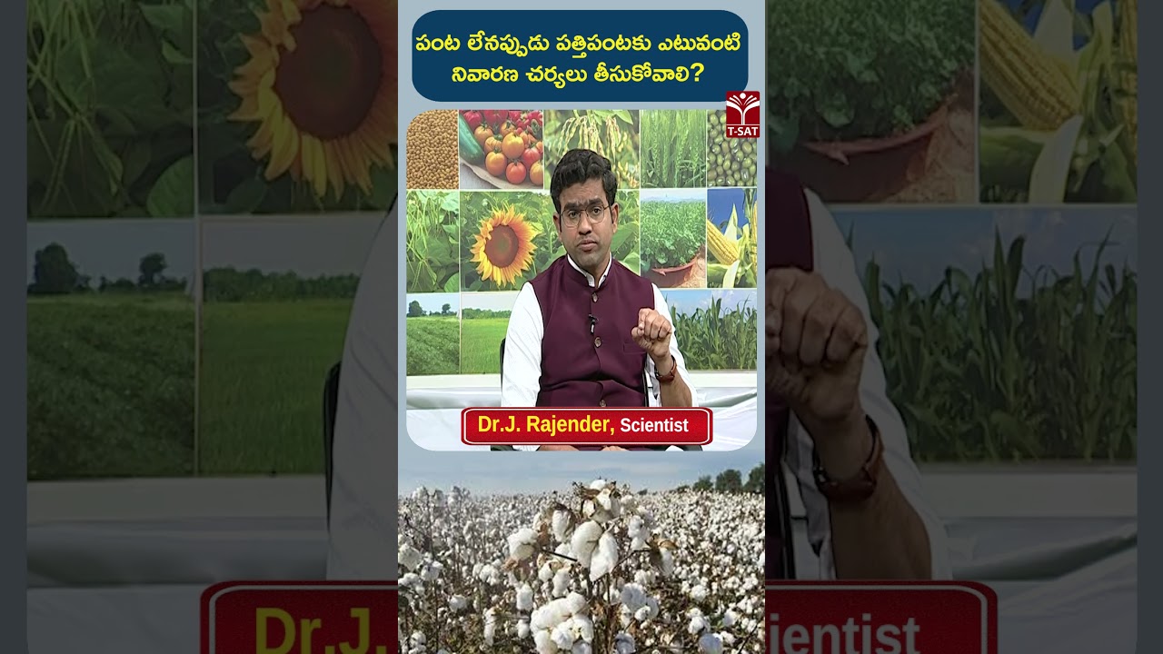 పంట లేనప్పుడు పత్తిపంటకు ఎటువంటి నివారణ చర్యలు తీసుకోవాలి ? | T-SAT