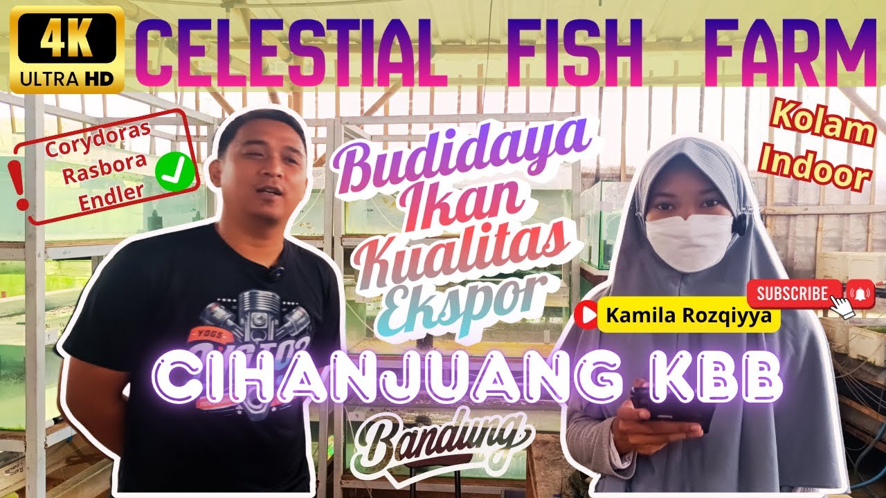 Celestial Fish Farm Eksportir Ikan Hias Terbesar Kabupaten Bandung Barat #kbb #celestial #fishfarms