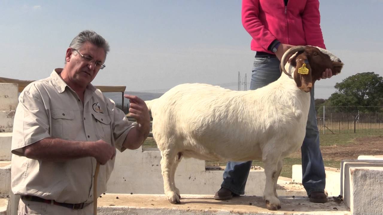 video 2 Conrad Herbst South Africa explaining the anatomy of the Boer Goat ewe/doe