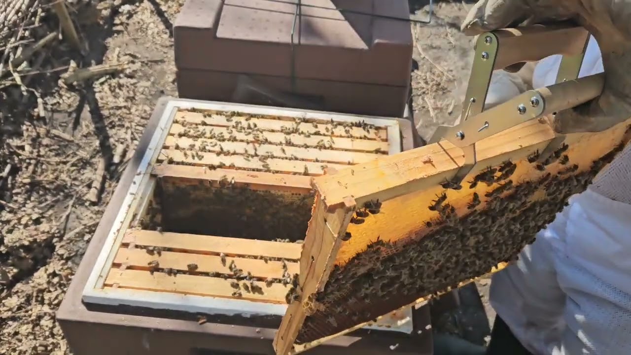 Auswintern der Bienen - Kontrolle und Aufbau der Beute 2025
