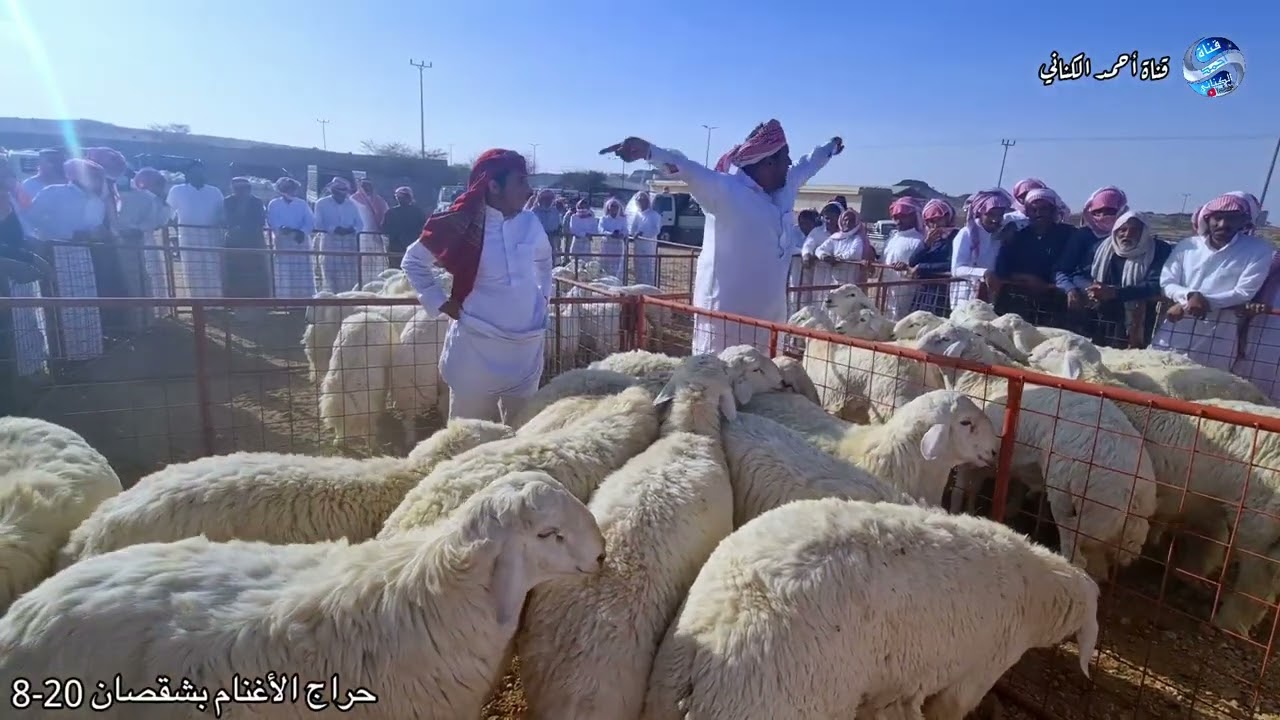 حراج الأغنام بشقصان - محافظة الطائف - عصر اليوم الأربعاء 20-8-1443