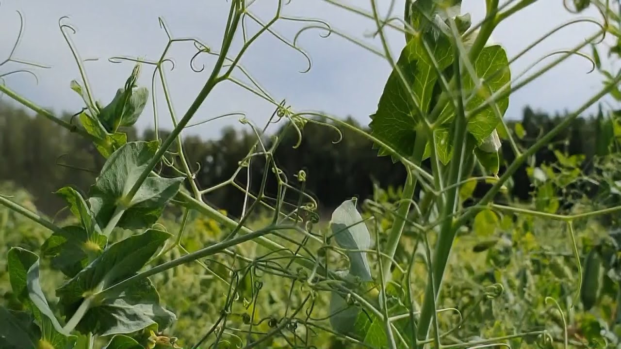 High-speed mowing of peas: KUHN GMD 9530, FC 8830. Тройные косилки. Скоростное кошение гороха.