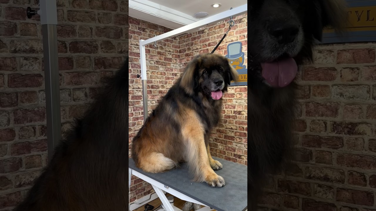 Doggy Daily, выпуск 336: Превосходство леонбергера 🐾 #леонбергер #уходзасобаками