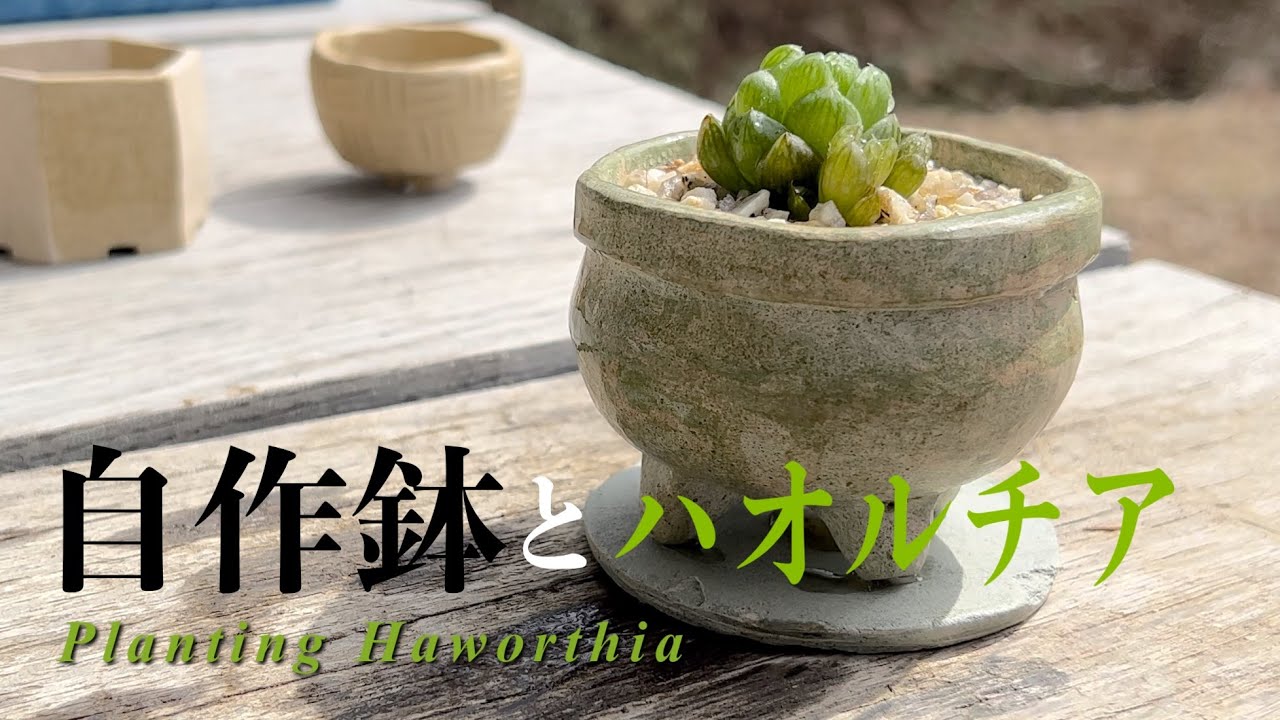 【ダイソー・オーブン粘土鉢】これ、粘土で作りました　#haworthia