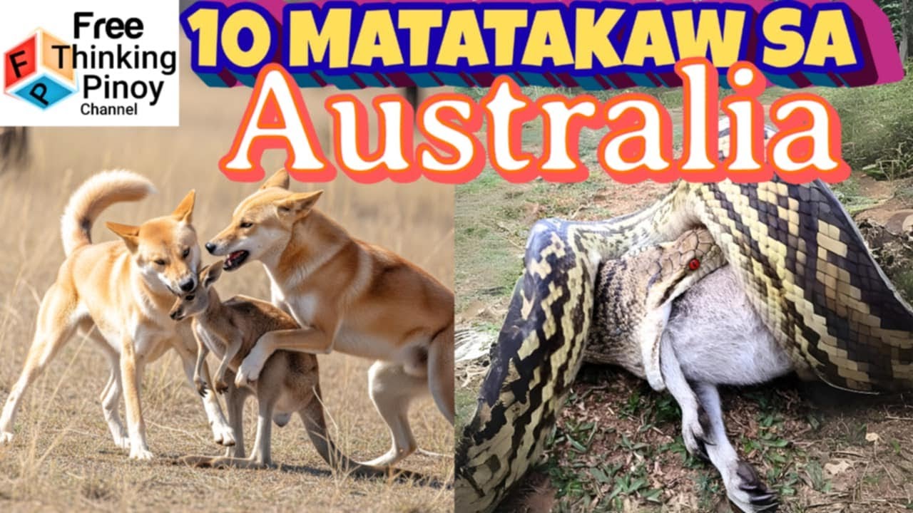 TOP 10 Predators of Australia | Mabangis na Hayop ng Australia