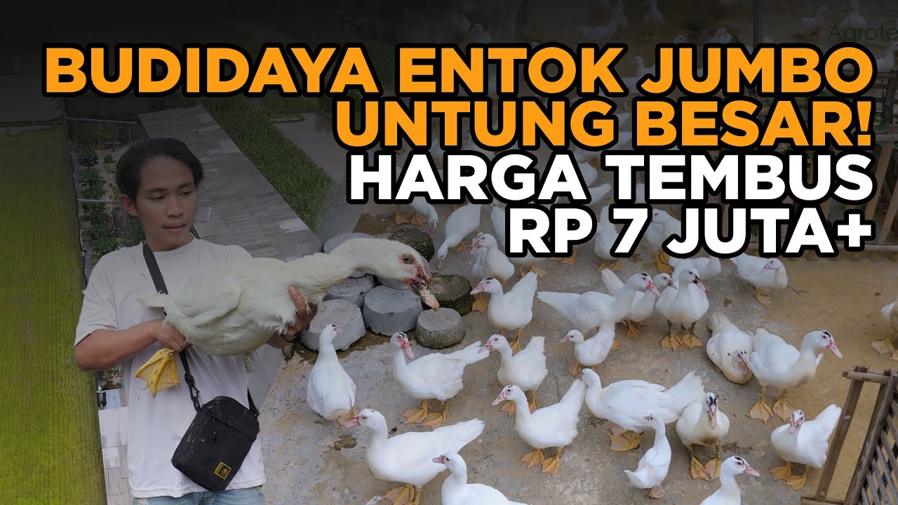 Kisah Inspiratif Mas Yusuf: Sukses Beternak Entok Hingga Beli Mobil dan Rumah di Usia Muda