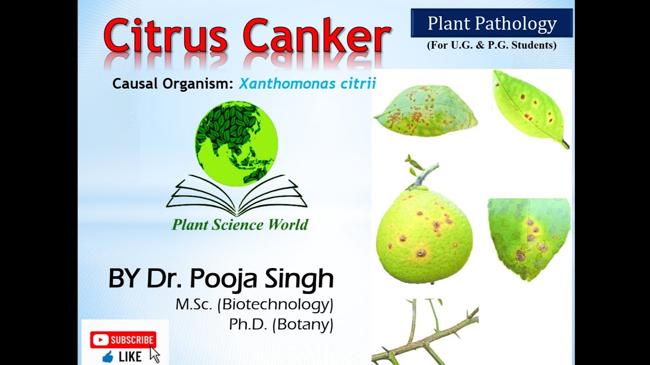 Citrus Canker