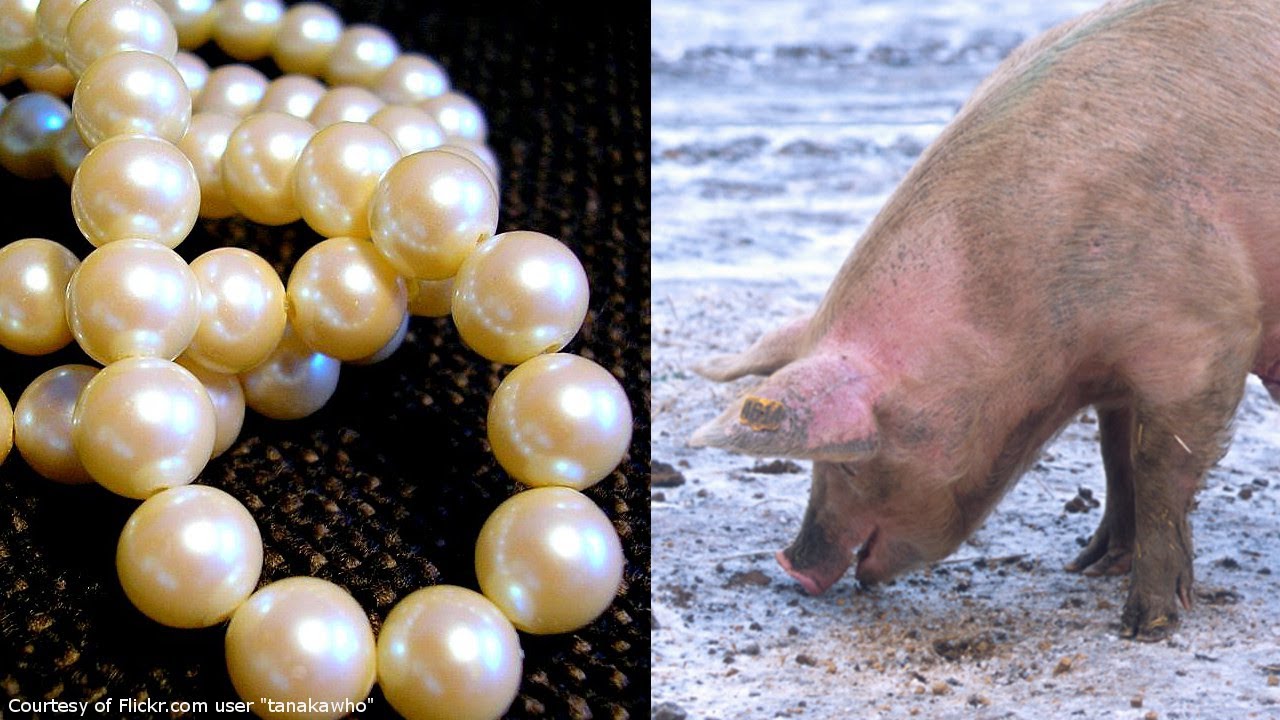 Is It Casting Pearls to the Swine? #478