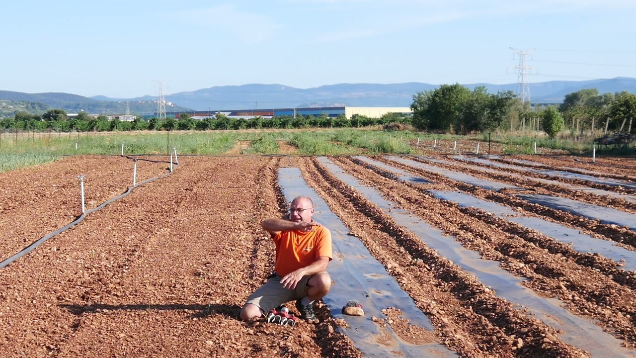 Le faux semis ou la solarisation