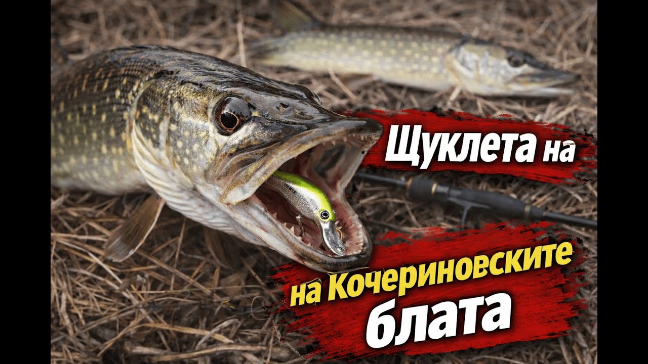 Щуклета на Кочеринските блата