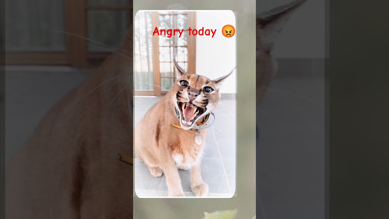He is Angry today 😡😤 #viral #trending #angry #mod #animals #pumpa