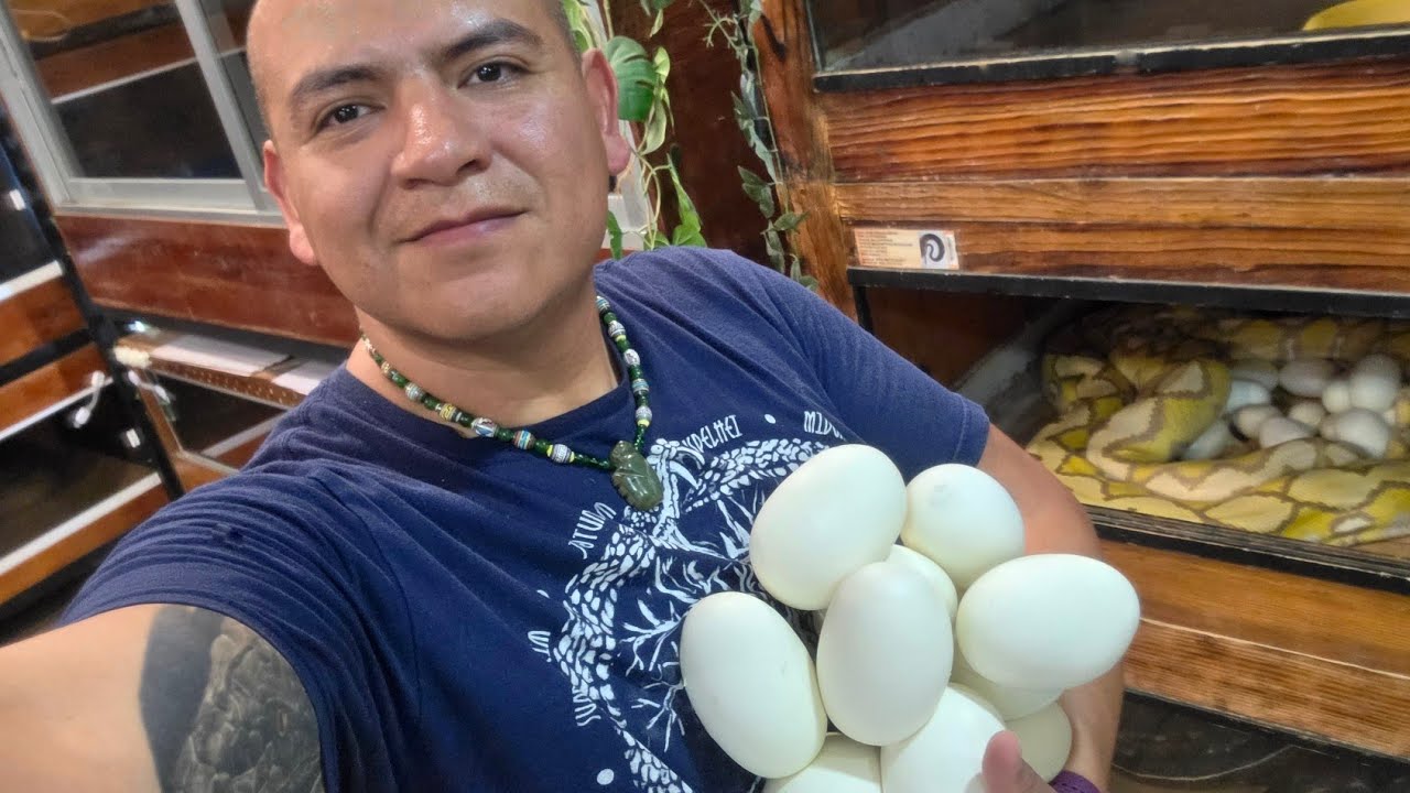 INCUBADORA LLENA! ⚠️ Eos Sunfire Albina purple hizo esta gran puesta. 