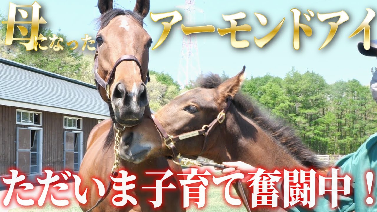 【アロンズロッド】子育て中のアーモンドアイに国枝栄調教師と会いに行ってきました【アーモンドアイの2022】【Almond Eye】